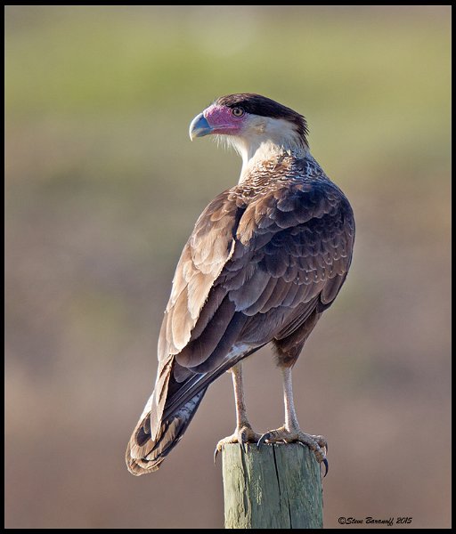 _5SB8228 crested caracara.jpg